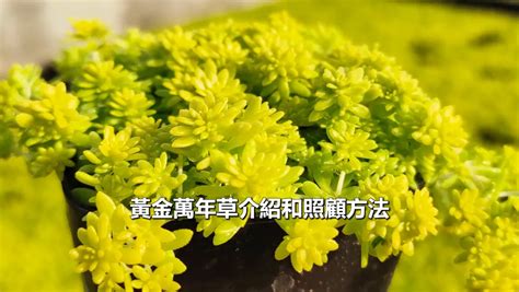 黃金萬年草花語|多肉養護